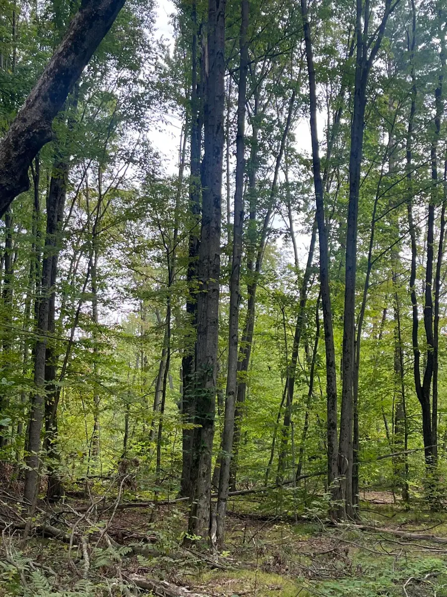 00 200th Avenue, Stanwood, MI 49346 - #3