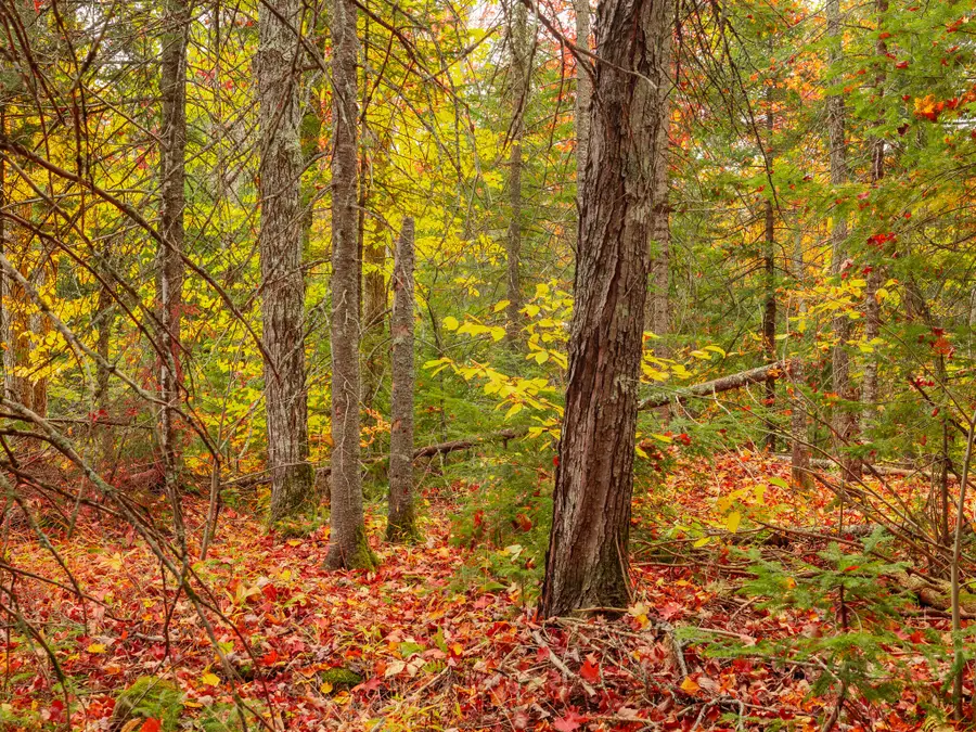 Lot 03 E Shore Road, Bergland, MI 49910 - #2