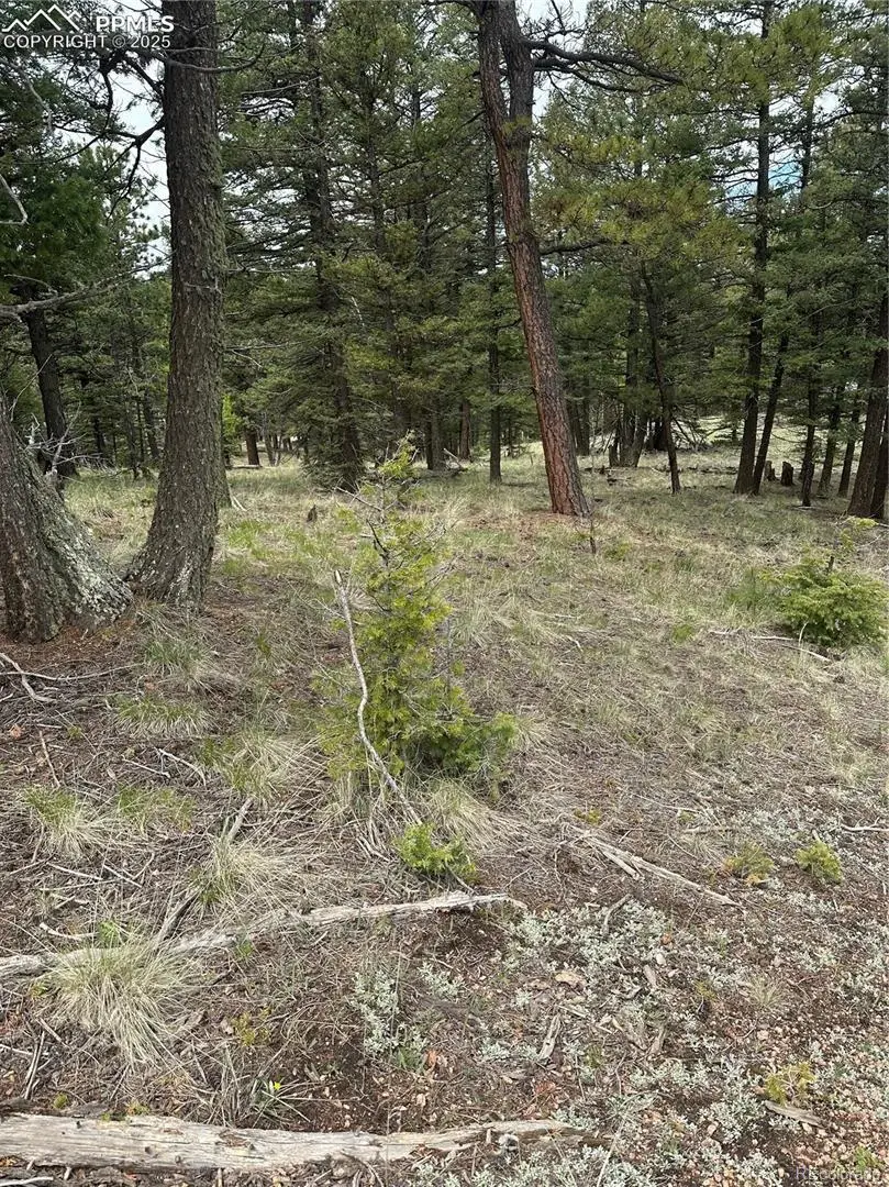 1120/1086 N Mountain Estates Road, Florissant, CO 80816 - #2