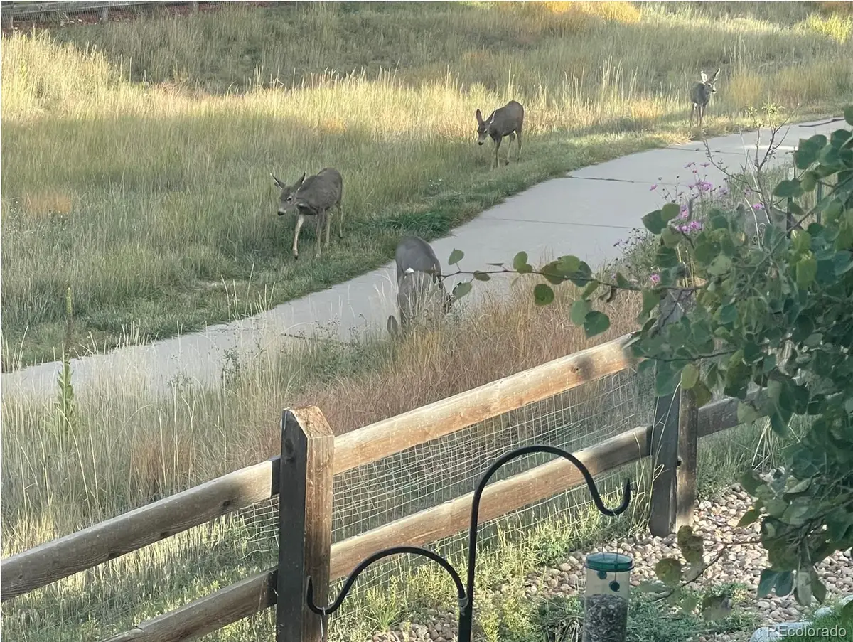 3303 Starry Night Loop, Castle Rock, CO 80109 - Image #1