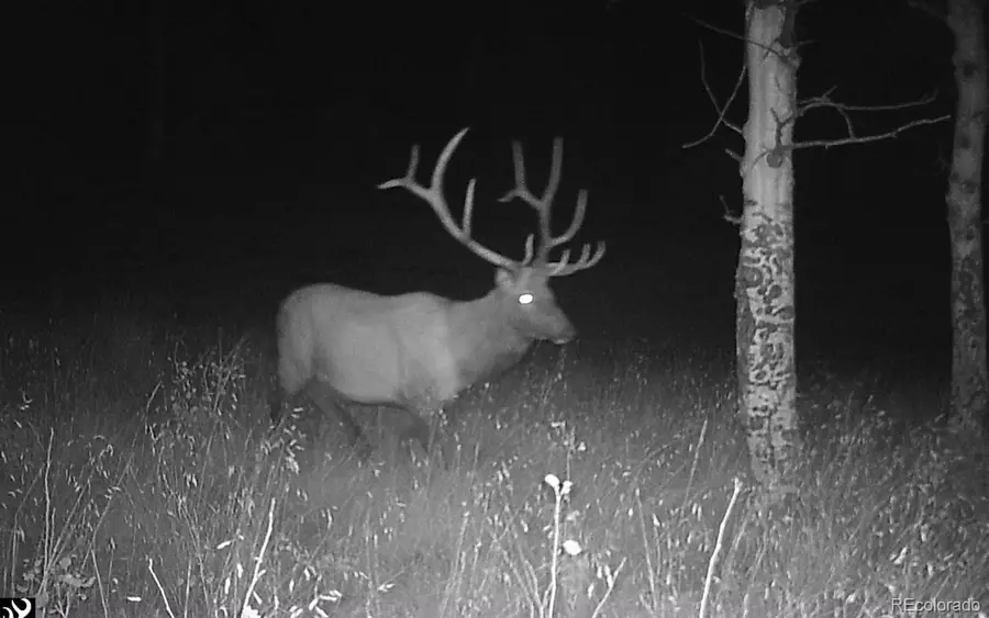 1007 Hereford Drive, Hartsel, CO 80449 - #3