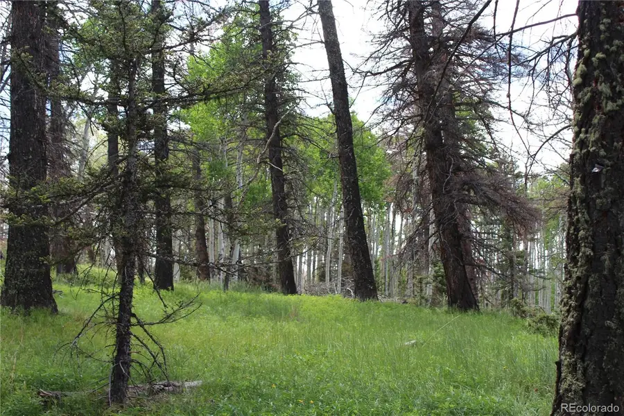 1650 Spruce Road, Cimarron, CO 81220 - #3