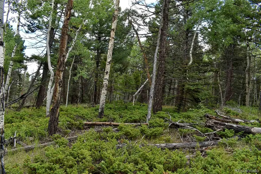 205 Timberline Drive, Guffey, CO 80820 - Image #2