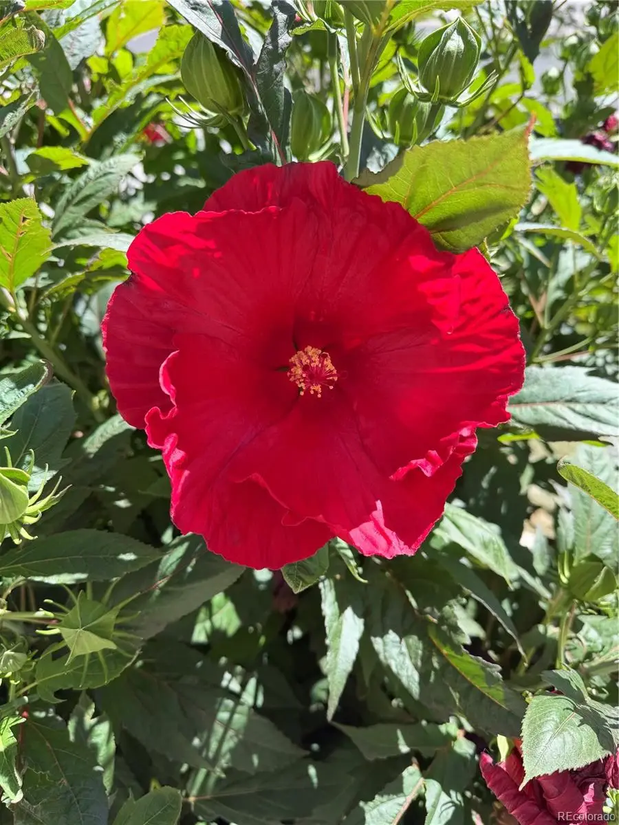 10293 Nucla Street, Commerce City, CO 80022 - #3