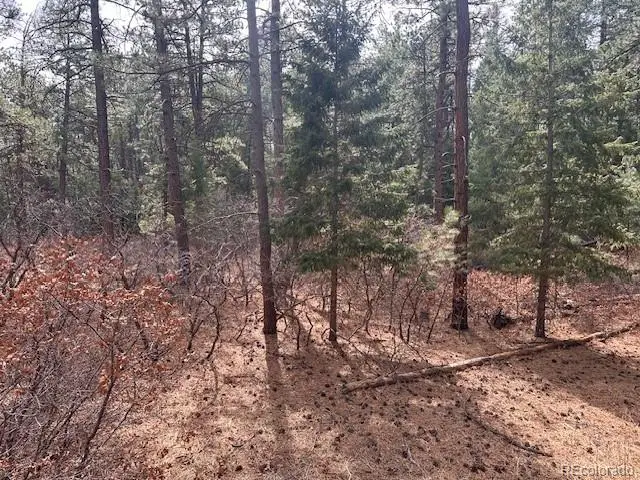 8169 Bannock Drive, Larkspur, CO 80118 - #3