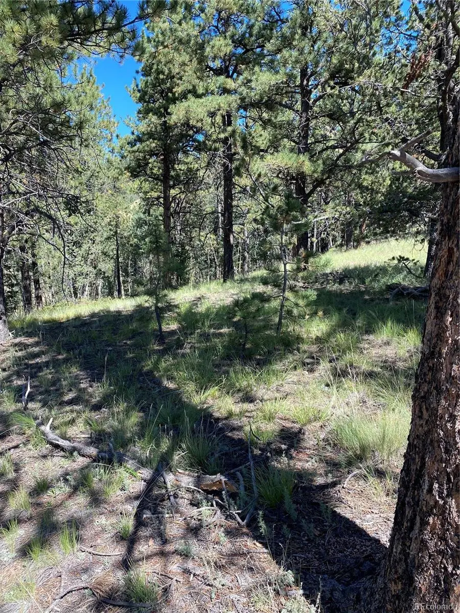 452 Wilson Drive, Florissant, CO 80816 - #3