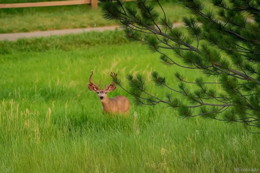 9788 S Johnson Way, Littleton, CO 80127 - Image #2