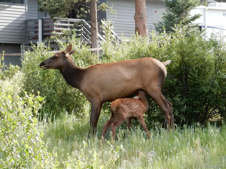 895 Elk Meadow Court, Estes Park, CO 80517 - #3