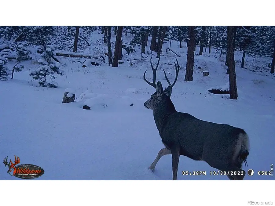 0 Old Camp Road, Bellvue, CO 80512 - #2
