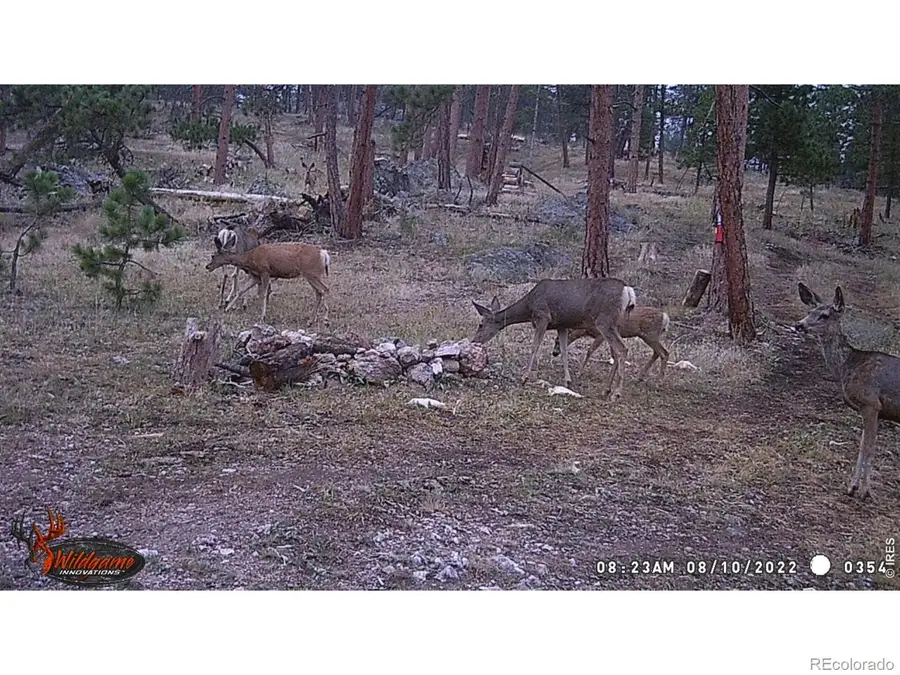 0 Old Camp Road, Bellvue, CO 80512 - #3