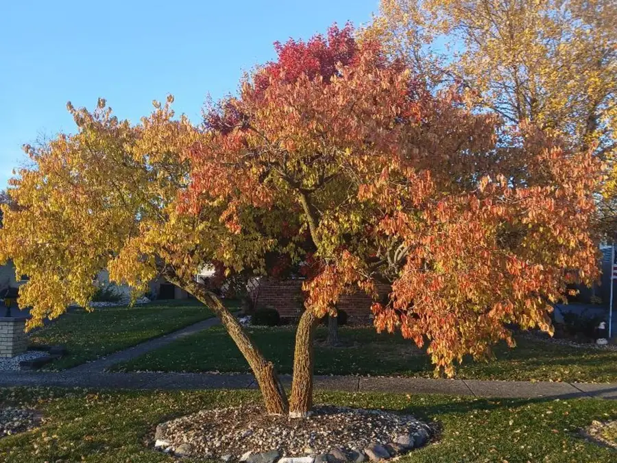 181 W 28th Street, South Chicago Heights, IL 60411 - Image #3