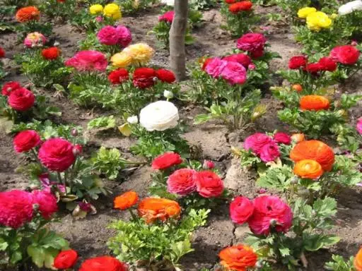 1235 Hathaway Drive, Sycamore, IL 60178 - Image #1