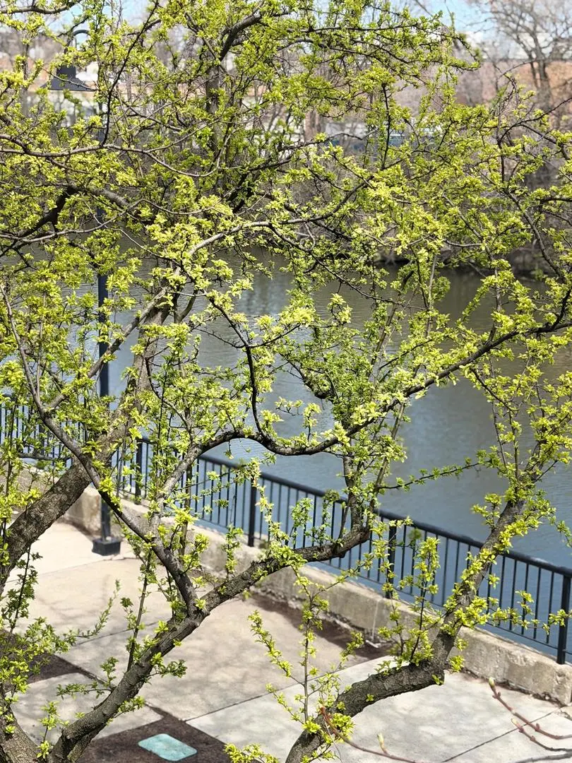 2917 N Claremont Avenue, Chicago, IL 60618 - #2