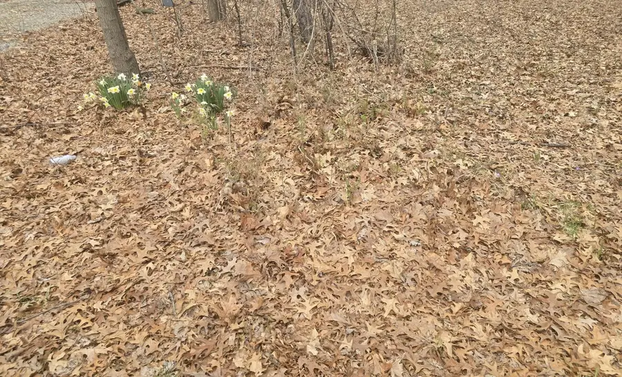 27/99 Woodhaven, Sublette, IL 61367 - #2