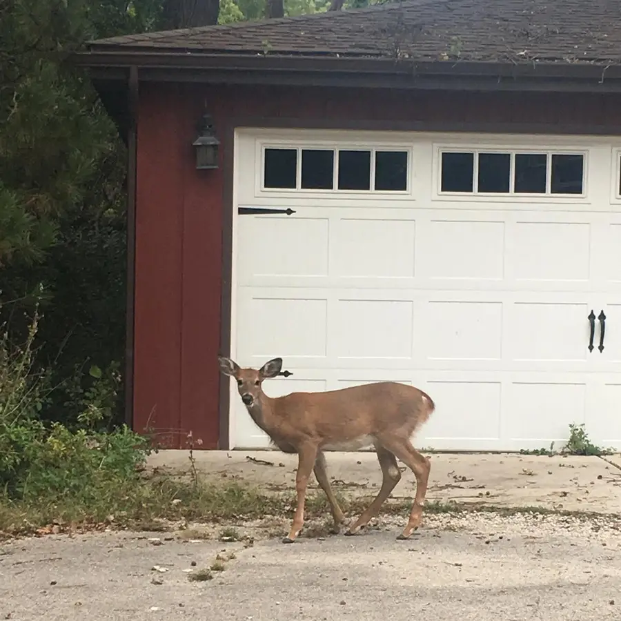 5787 N Clifford Avenue, Chicago, IL 60646 - #2