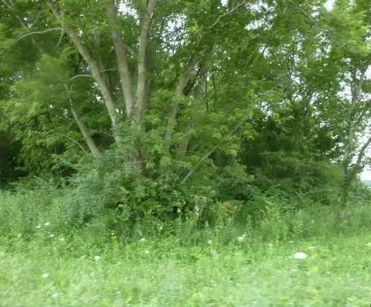 600 283 Street, Viola, IL 61486 - #3
