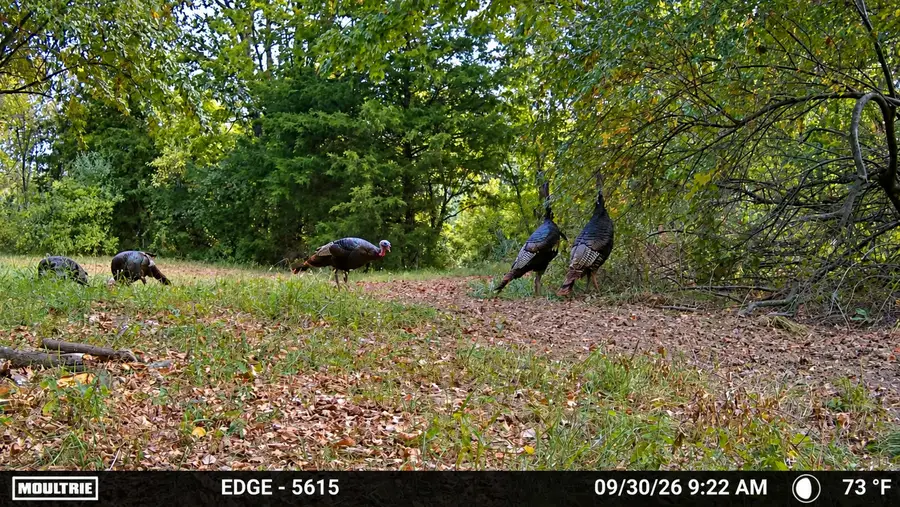 0000 Pick Denny Road, Pinckneyville, IL 62274 - #3