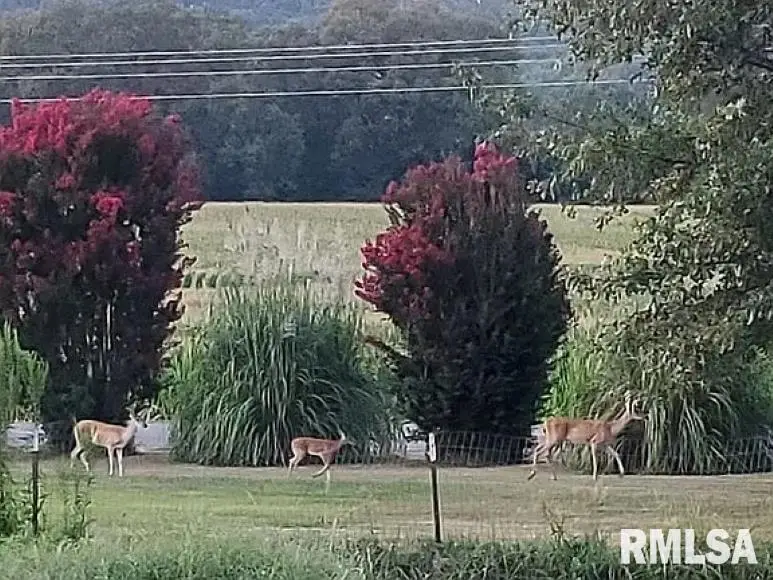 4295 Lick Creek Road, Buncombe, IL 62912 - Image #3