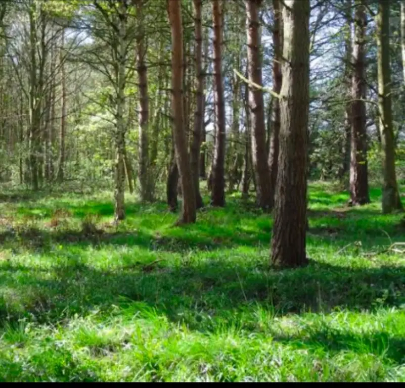 LOT 1 Winterberry Ln, North Easton, MA 02256 - #3