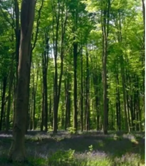 Lot 4 Winterberry Lane, Easton, MA 02356