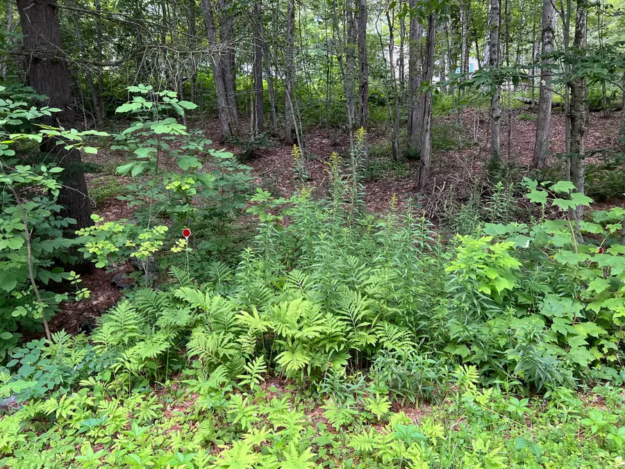 Lot 134 Shaw Rd, Windsor, MA 01270 - #2