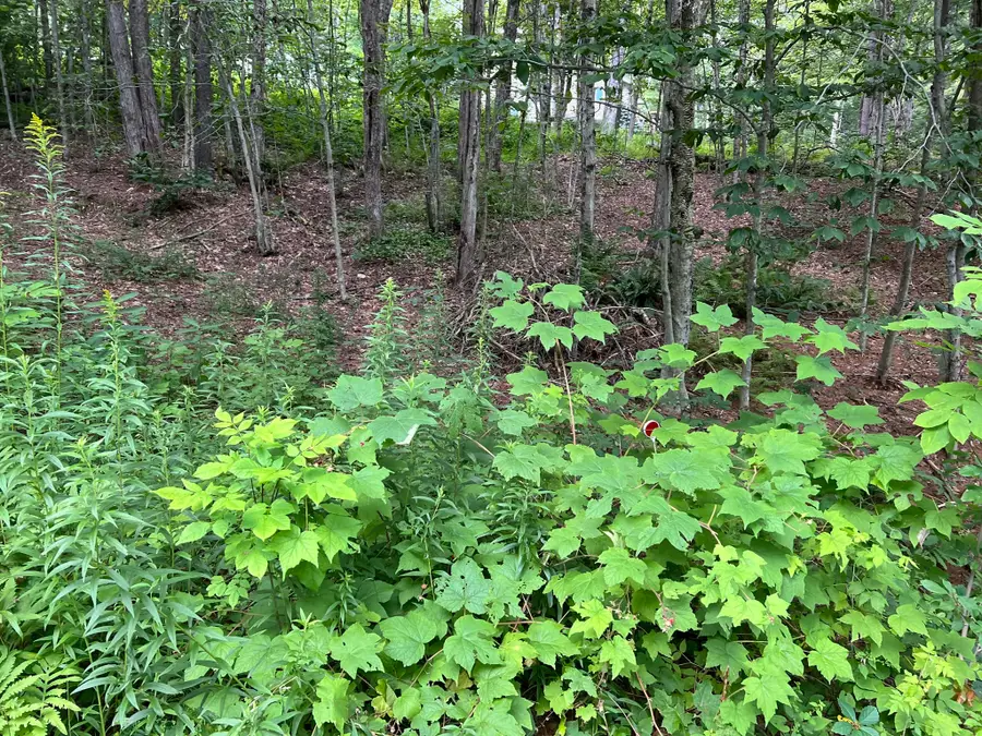 Lot 134 Shaw Rd, Windsor, MA 01270 - #3