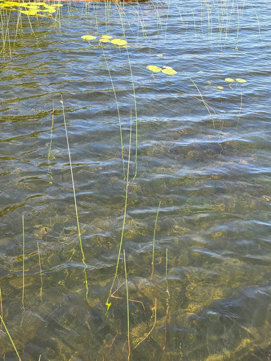 TBD N Moose Lake Road Ne, Pennington, MN 56663 - #2