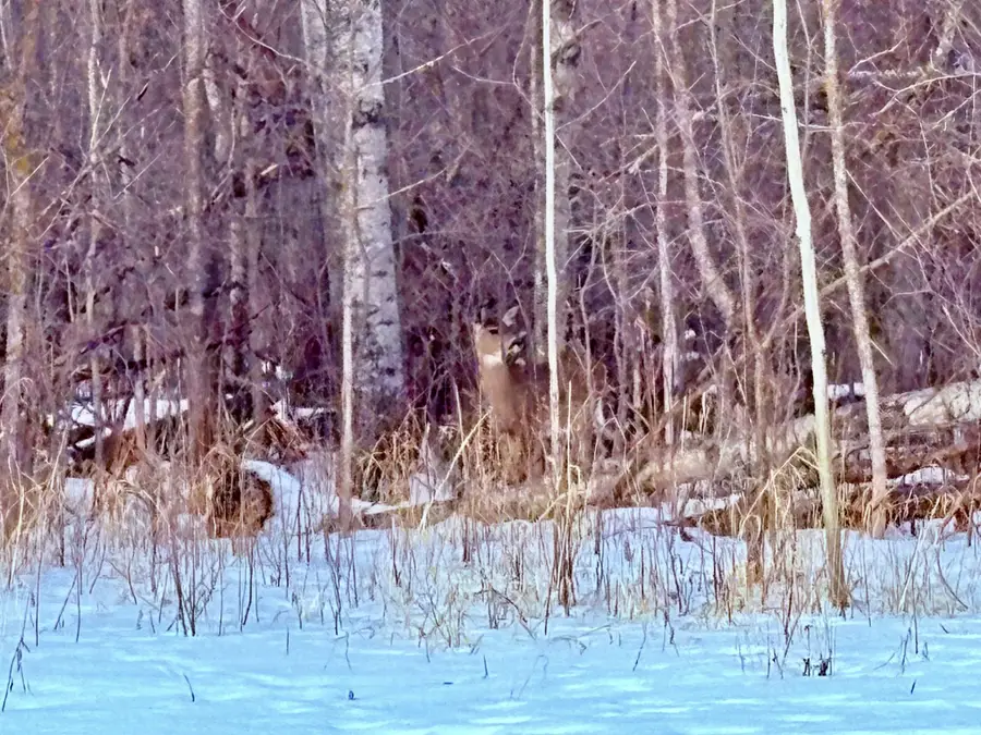 TBD Minnesota Ave Ne, Warroad, MN 56763 - #3