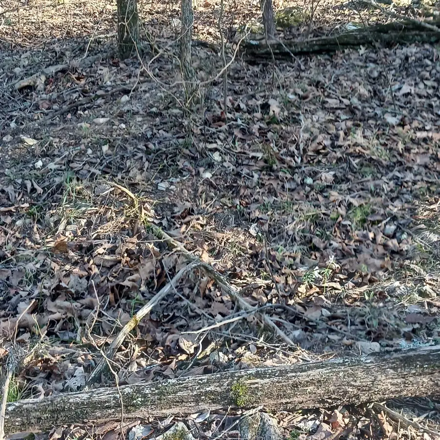 #37,38,39 000 Meadow Lane, Theodosia, MO 65761 - Image #3