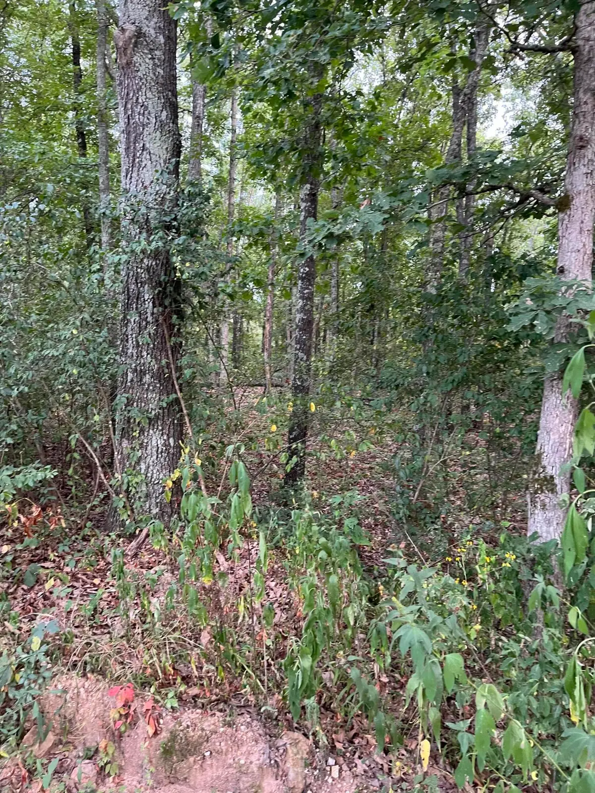 Tbd Hylton Drive, Norwood, MO 65717 - Image #1