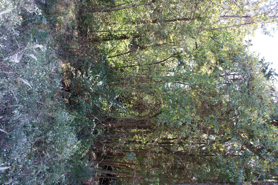 4042 Red Oak Road #Lot 61, Merriam Woods, MO 65740 - Image #3