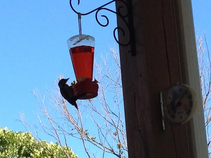 220 Harmony Lane, Branson, MO 65616 - Image #2