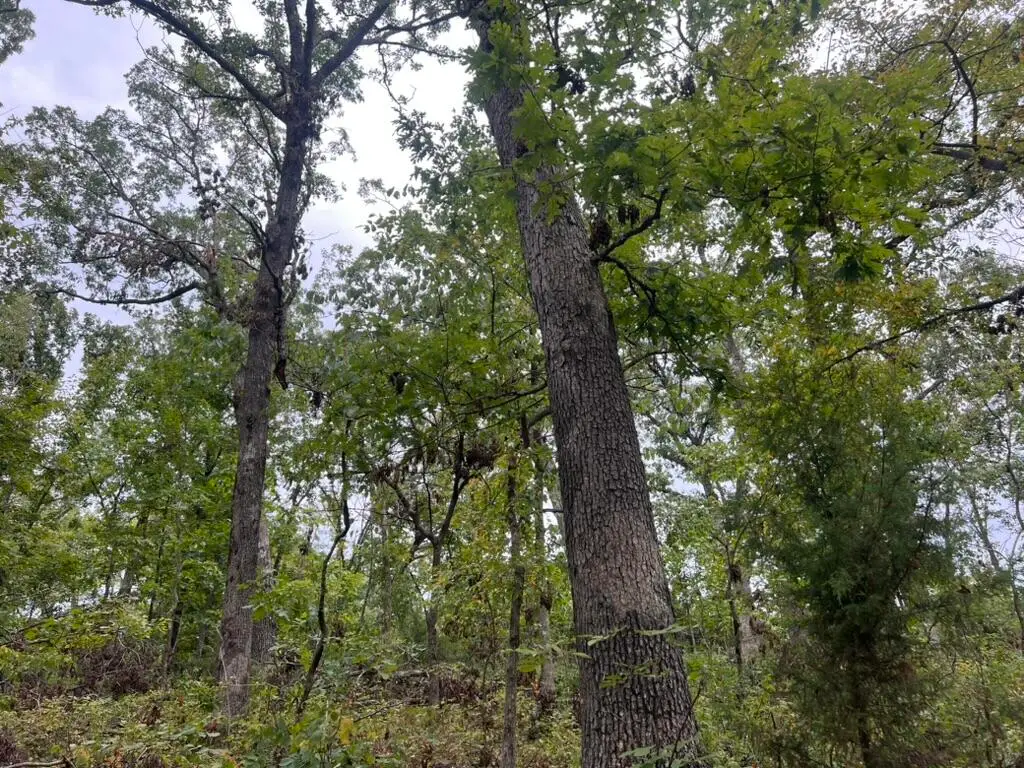 000 Canefield Lane, Warsaw, MO 65355 - Image #1