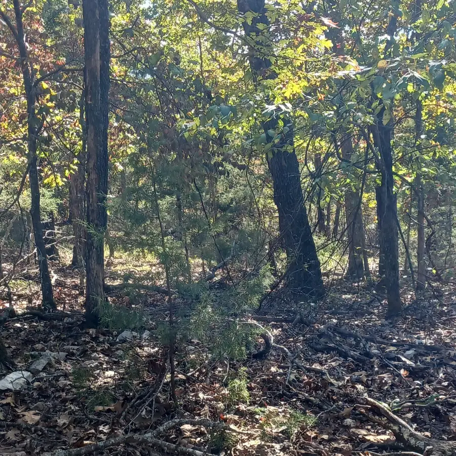 Lots 23,24 Forest St., Theodosia, MO 65761 - Image #2