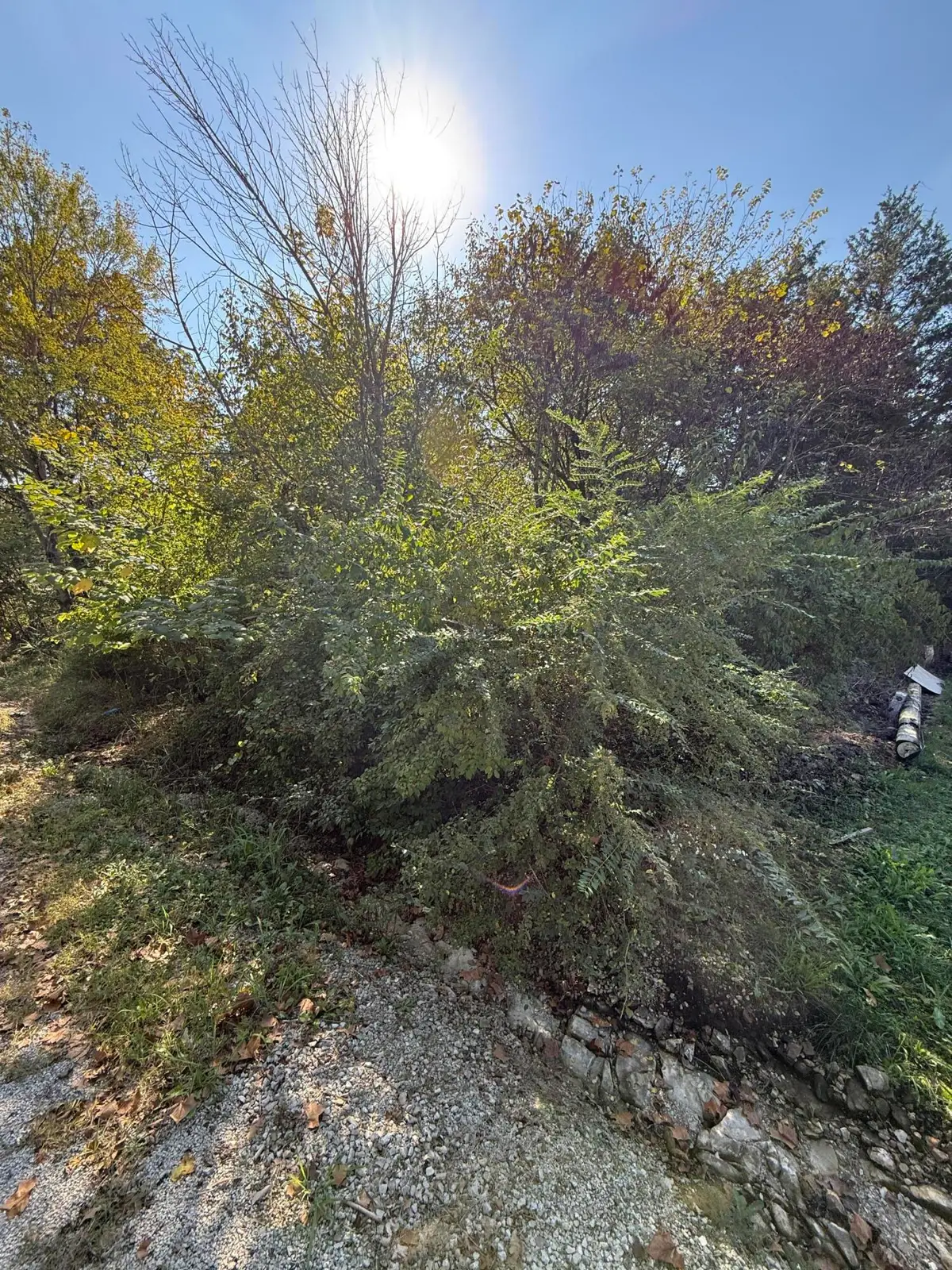 Tbd 3rd Street, Forsyth, MO 65653 - #1