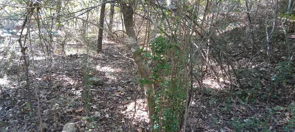 Blk3 Lot17 Esquire Dr., Theodosia, MO 65761