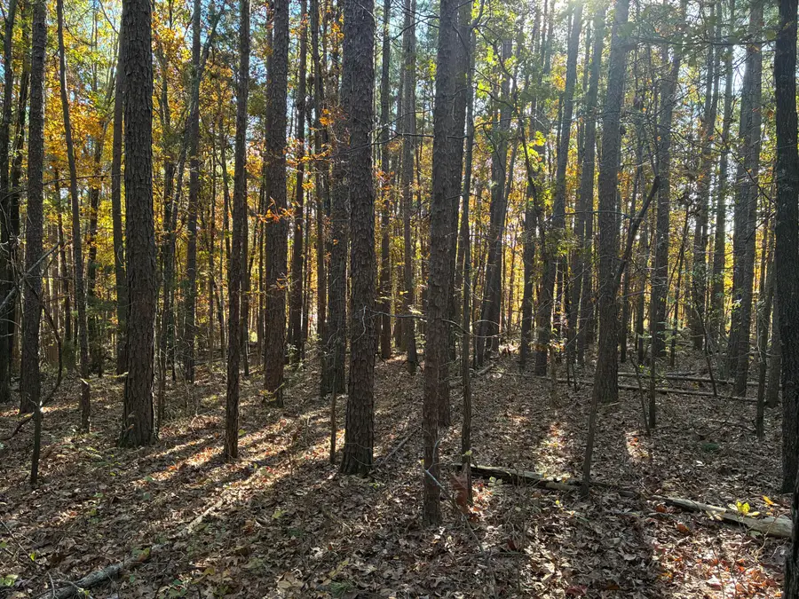 Tbd Pine Ridge Lane, Mountain Grove, MO 65711 - Image #2