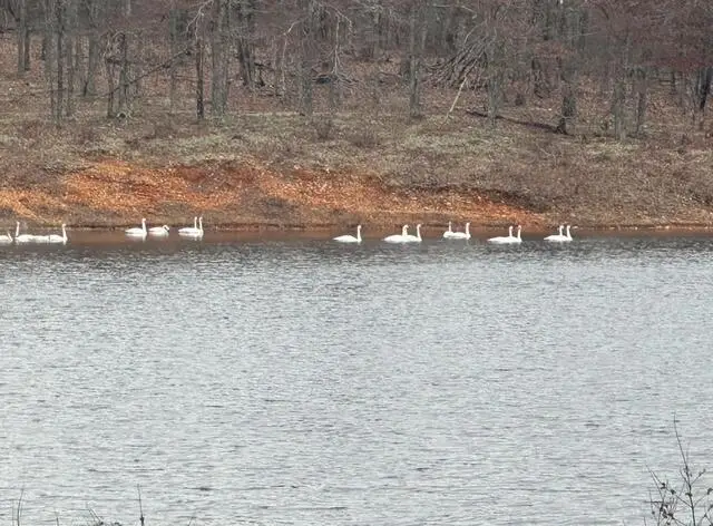 1832 County Road 2030, Mountain View, MO 65548 - Image #3