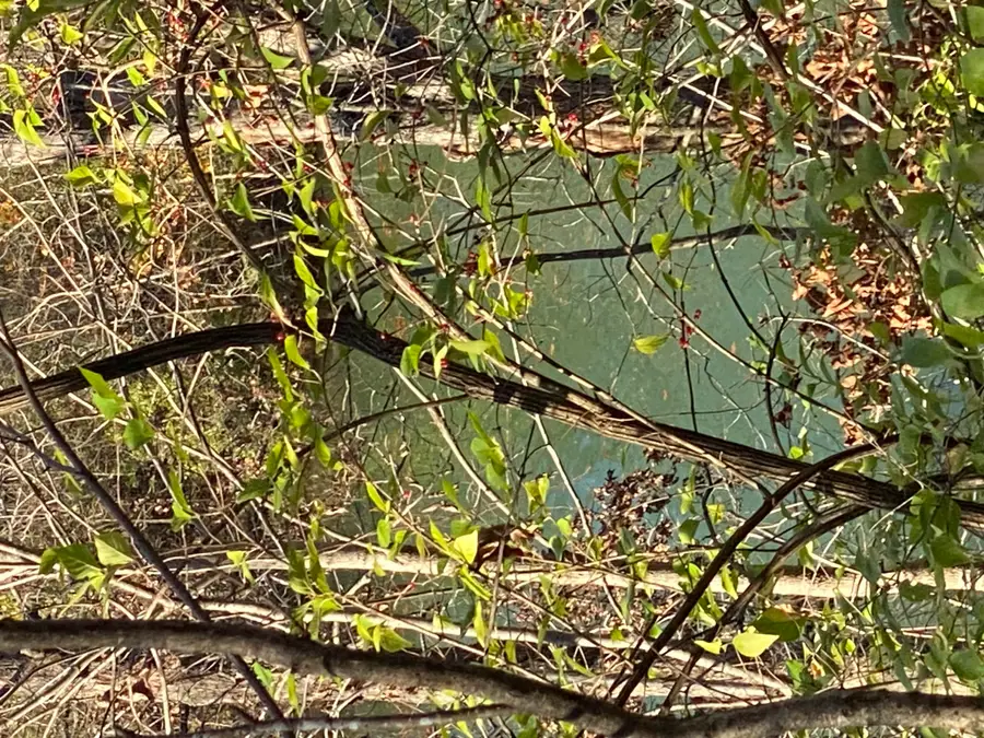 0 E Redbud Street, Springfield, MO 65804 - Image #3