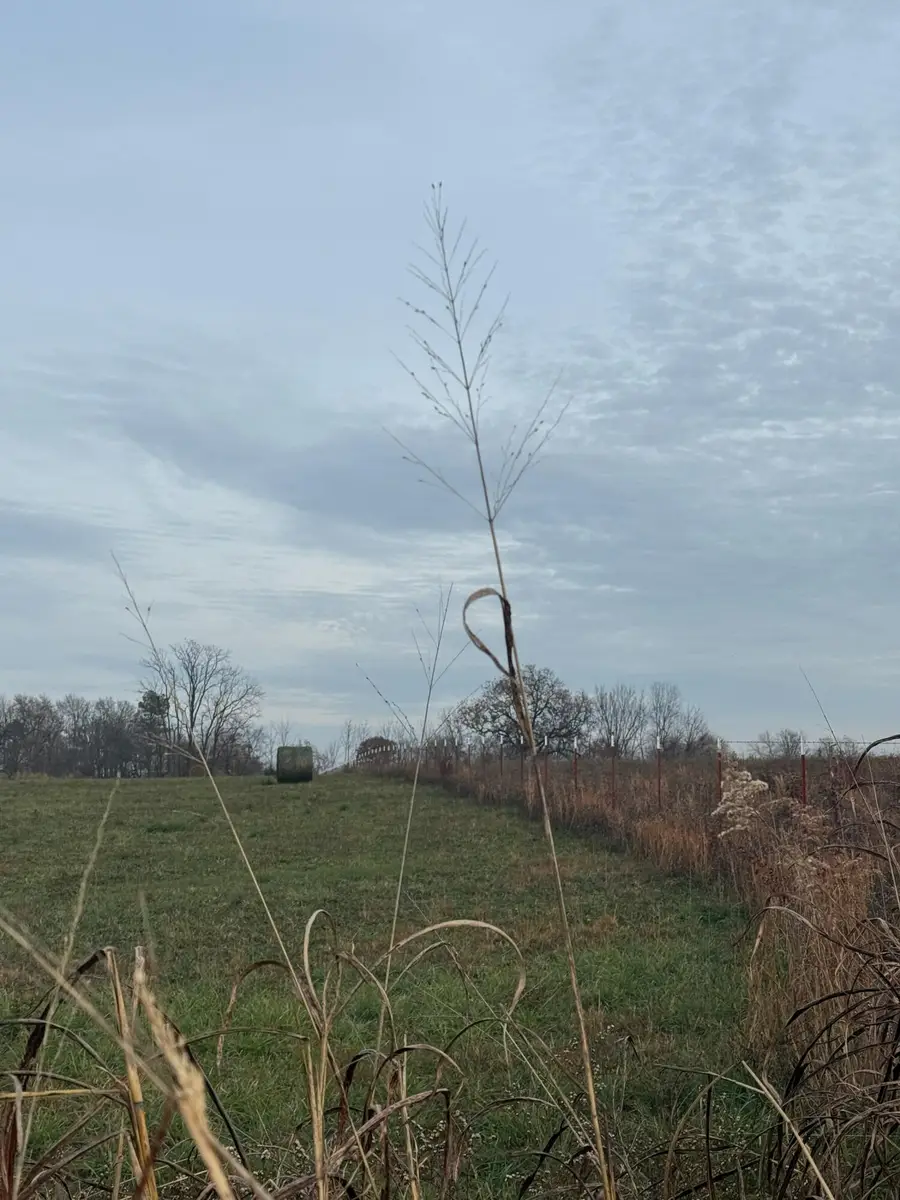 000 Red Springs Road, Mountain Grove, MO 65711 - Image #3