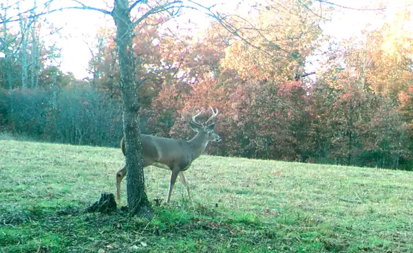 Tbd Foxtail Trail, Louisburg, MO 65685