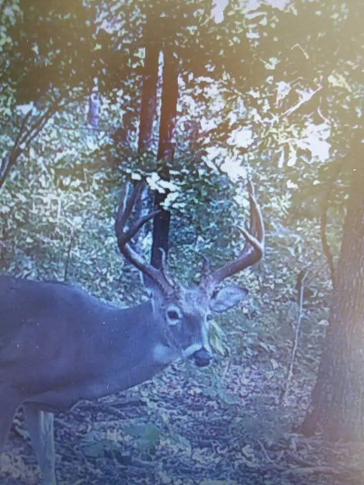 000 SE 1151 Road, Collins, MO 64738 - Image #2