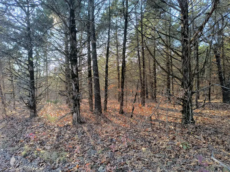 000 County Road 648, Theodosia, MO 65761 - Image #2