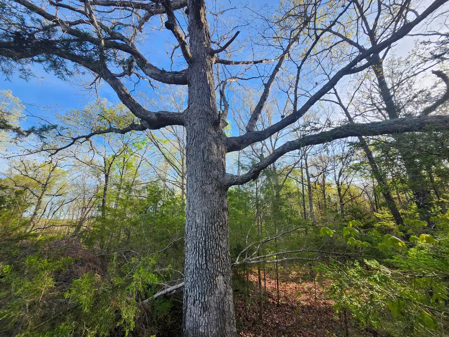 C-3480 Bethel Drive, Summersville, MO 65571 - Image #3