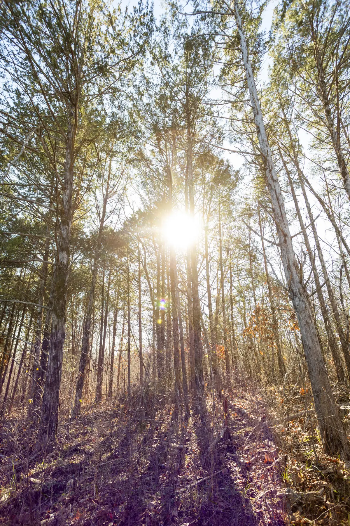 406 Horner Drive, Bradleyville, MO 65614 - Image #1