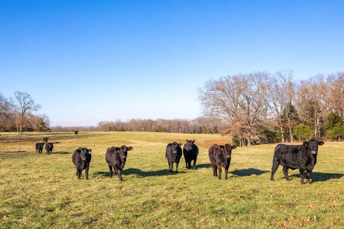 Tbd 241.32 Acres County Road 433, Oak Grove, AR 72660 - Image #1