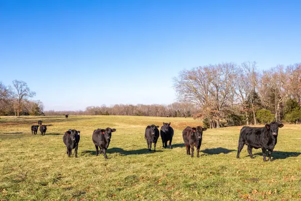 Tbd 241.32 Acres County Road 433, Oak Grove, AR 72660