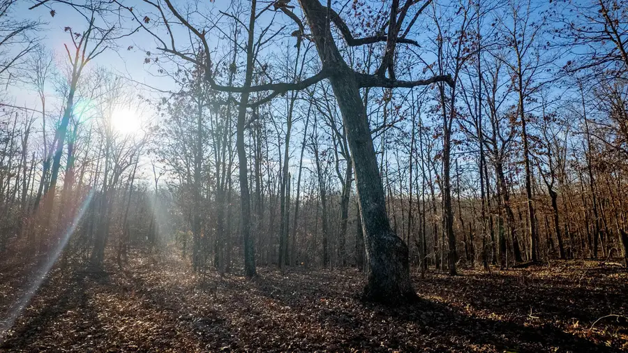 000 State Highway 137, Willow Springs, MO 65793 - Image #3