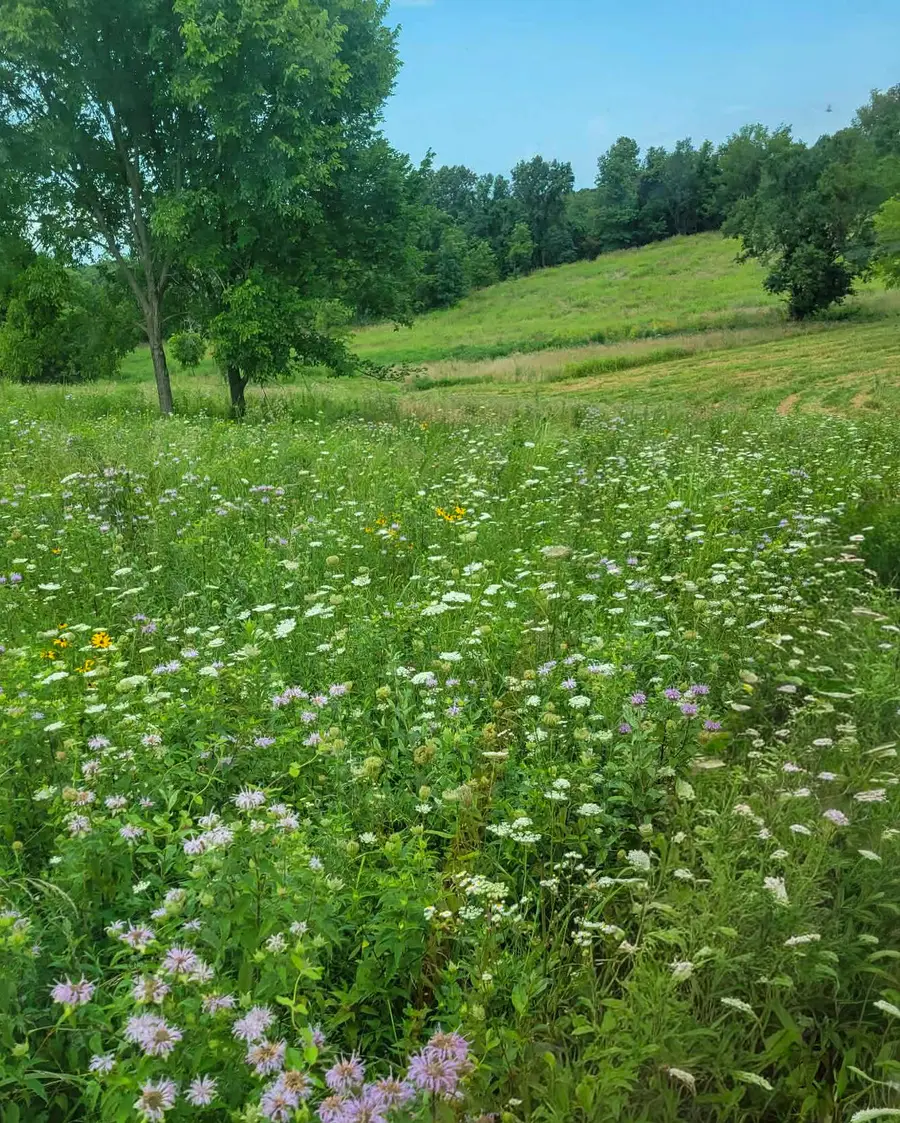 000 Tract 1 & Track 2 South Gregg Road, Nixa, MO 65714 - Image #3