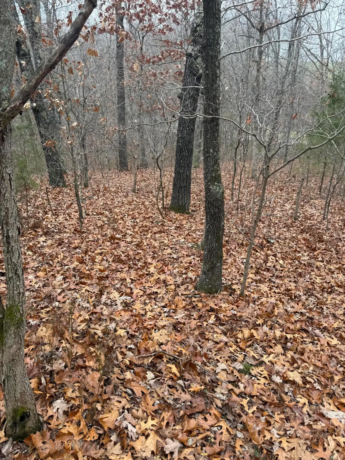 000 Timberline Road, Willow Springs, MO 65793 - Image #1